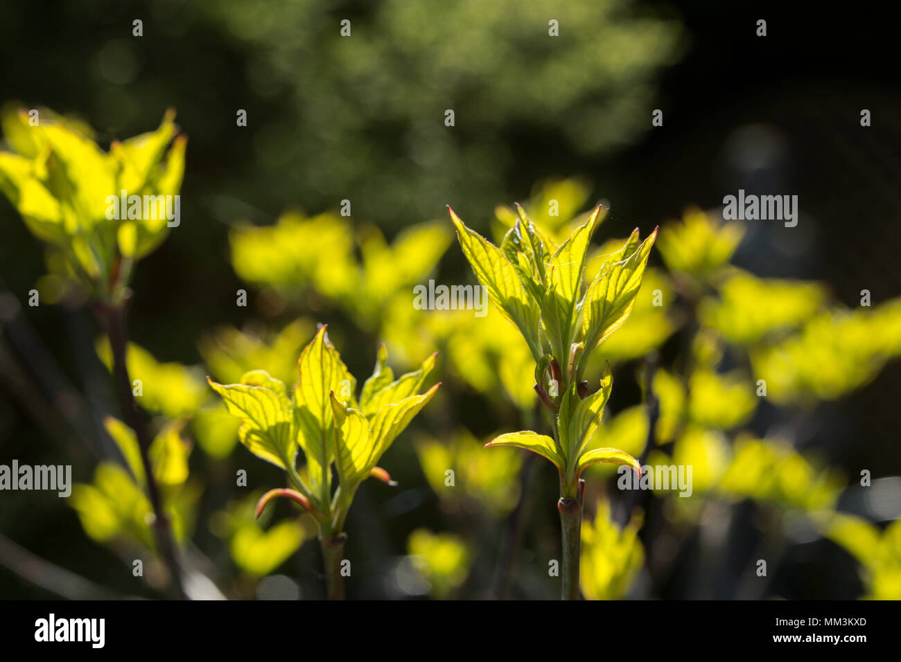 Helle yelloew verlässt sich auf einen Hartriegel, Cornus Florida Regenbogen. Stockfoto