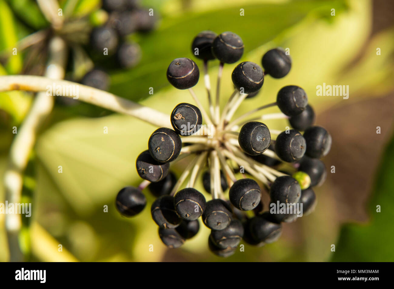 Schwarze Samen auf winrter Fatsia Japonica, ein blühender Strauch Reif. Stockfoto