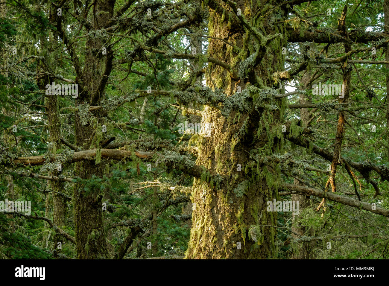 Sandia Peak, NM. Stockfoto
