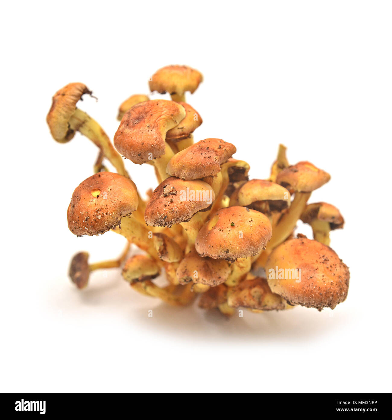 Hypholoma fasciculare Pilz, bekannt als der Schwefel Büschel oder Cluster woodlover Stockfoto