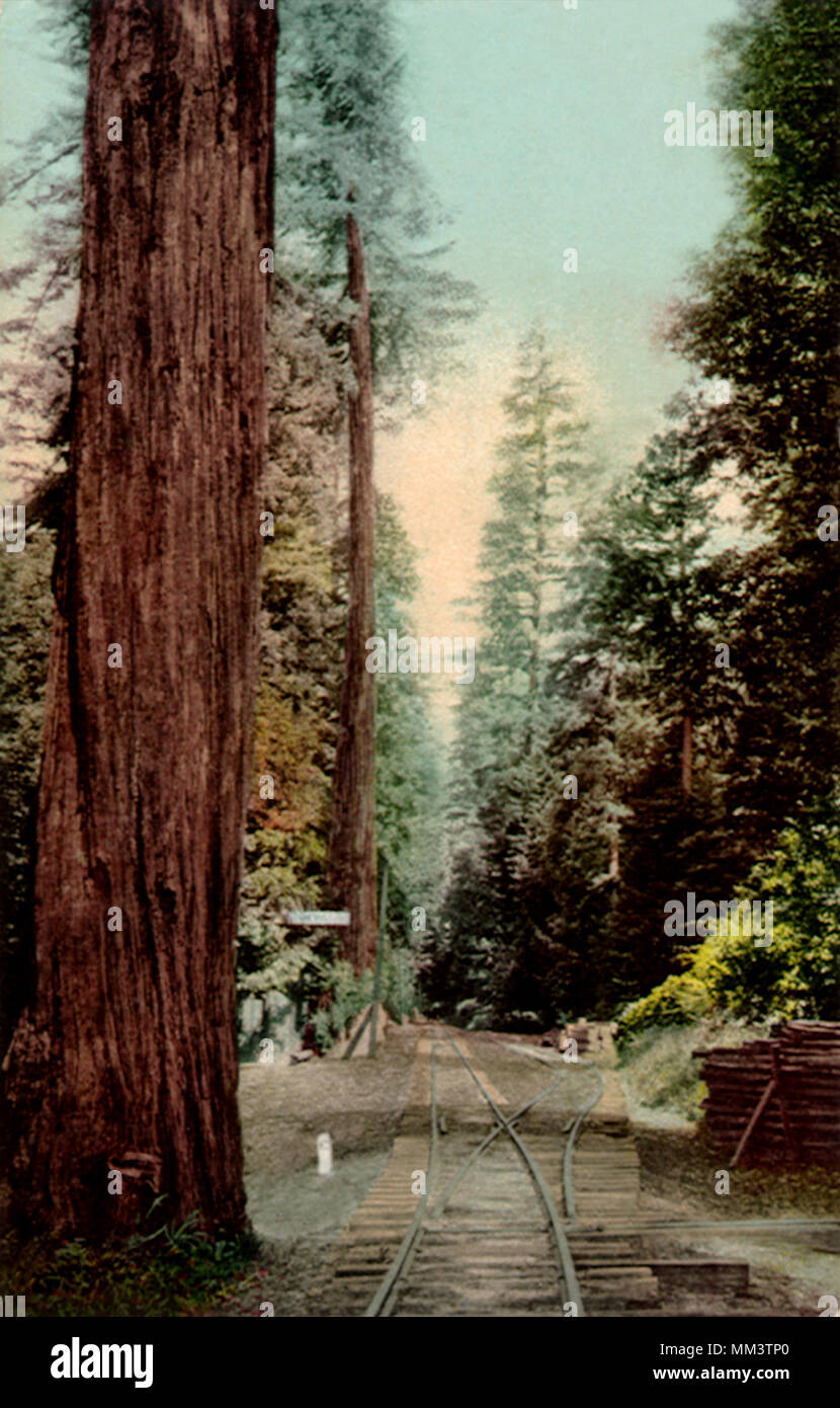Big Tree Bahnhof. Santa Cruz. 1919 Stockfoto
