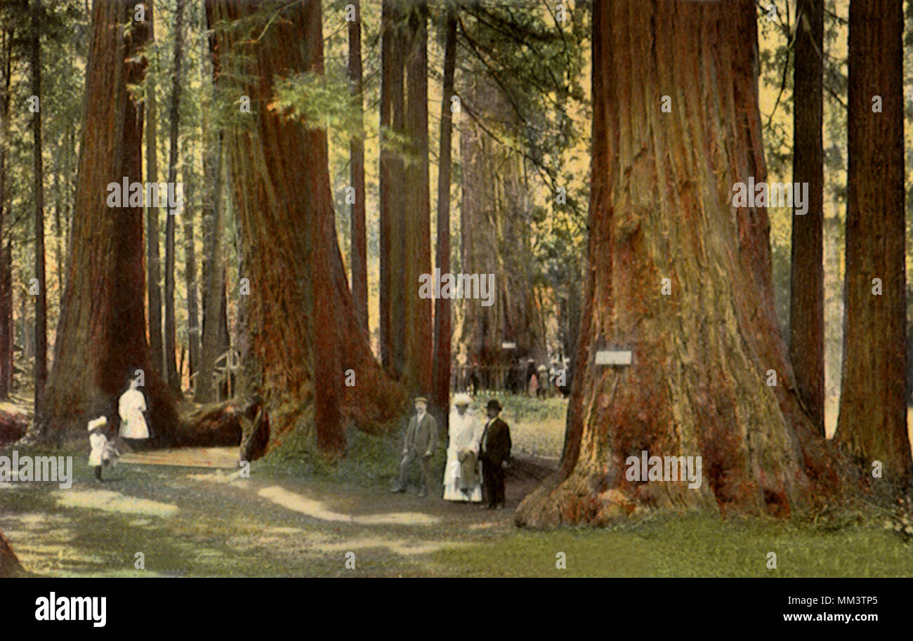 Big Tree Grove. Santa Cruz. 1911 Stockfoto
