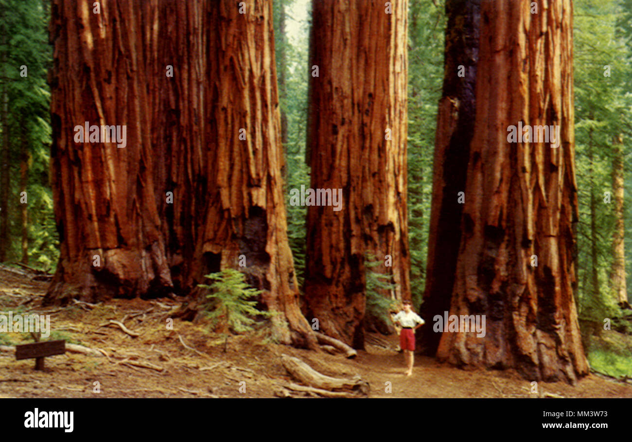 Senat Gruppe. Sequoia National Park. 1920 Stockfoto