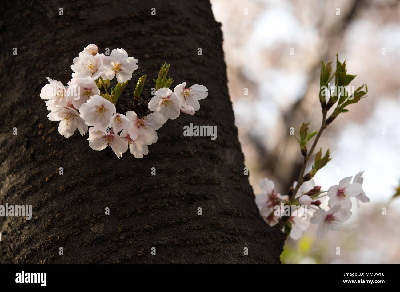Kirschblüte in voller Blüte Stockfoto