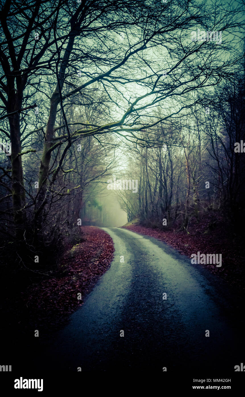 Holz ausgekleidet, unbefestigte Straße, Misty, in Kurve Stockfoto
