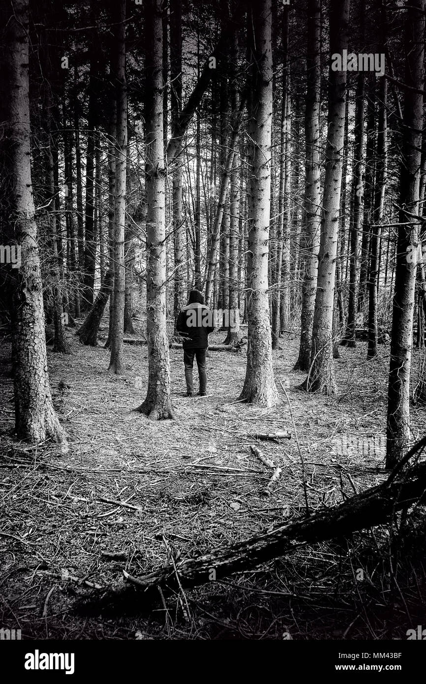 Mann weg zu Fuß durch Lücke in den Bäumen Stockfoto