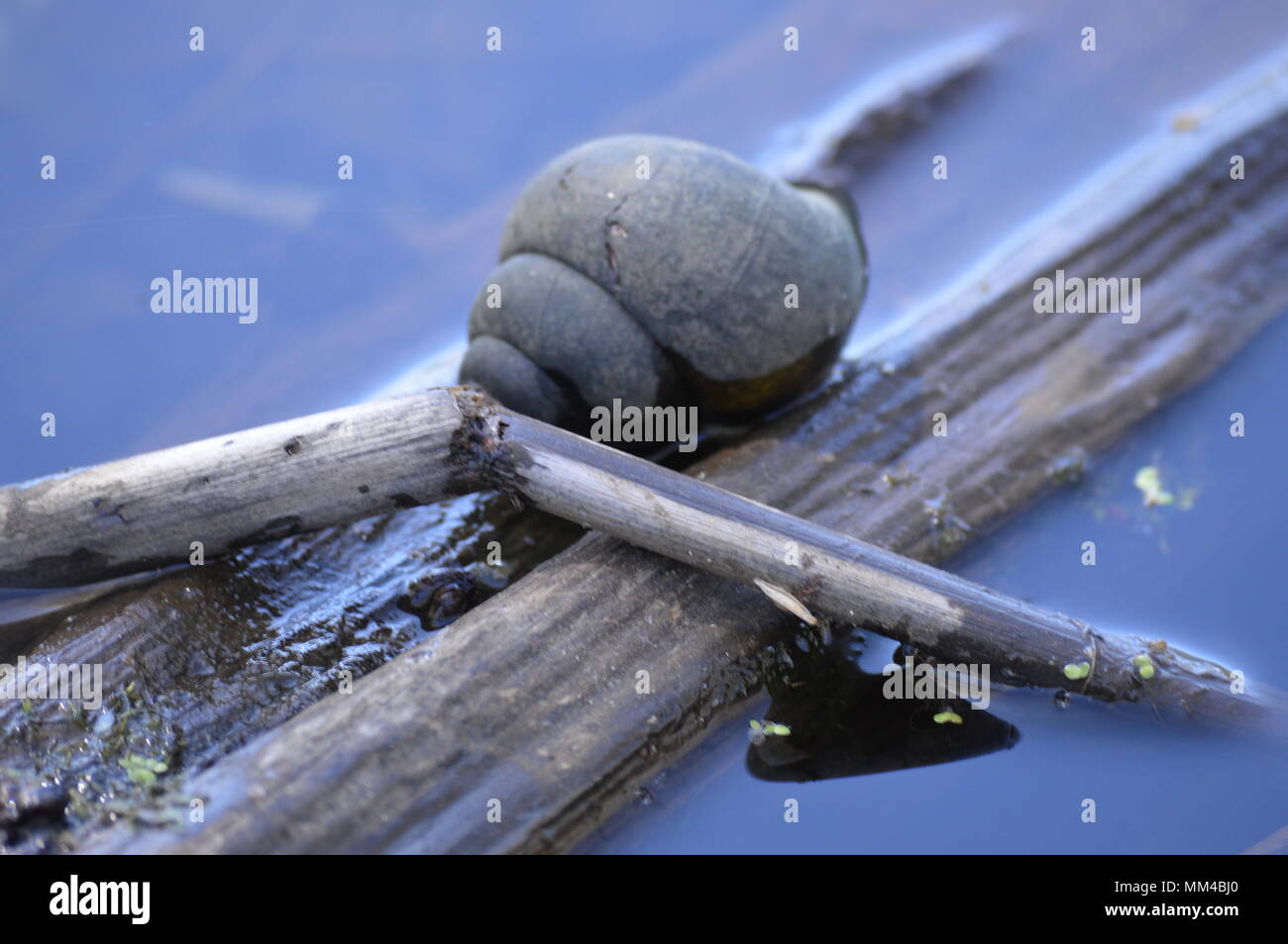 Teich schneckenhaus Fotos und Bildmaterial in hoher Auflösung Alamy