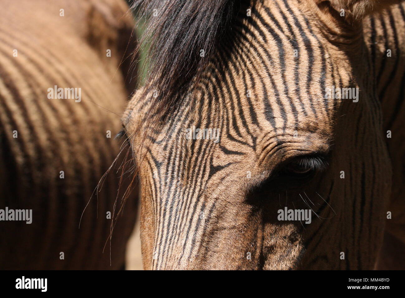 Nahaufnahme eines Zebroid-Zebra Pferd hybrid Stockfoto