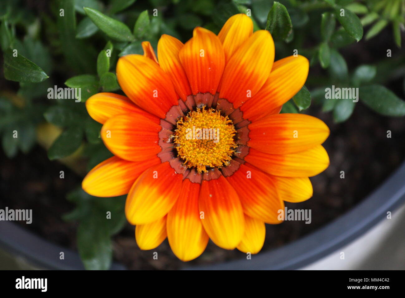Schöne bunte Blumen in der Natur. True Colors Stockfotografie - Alamy