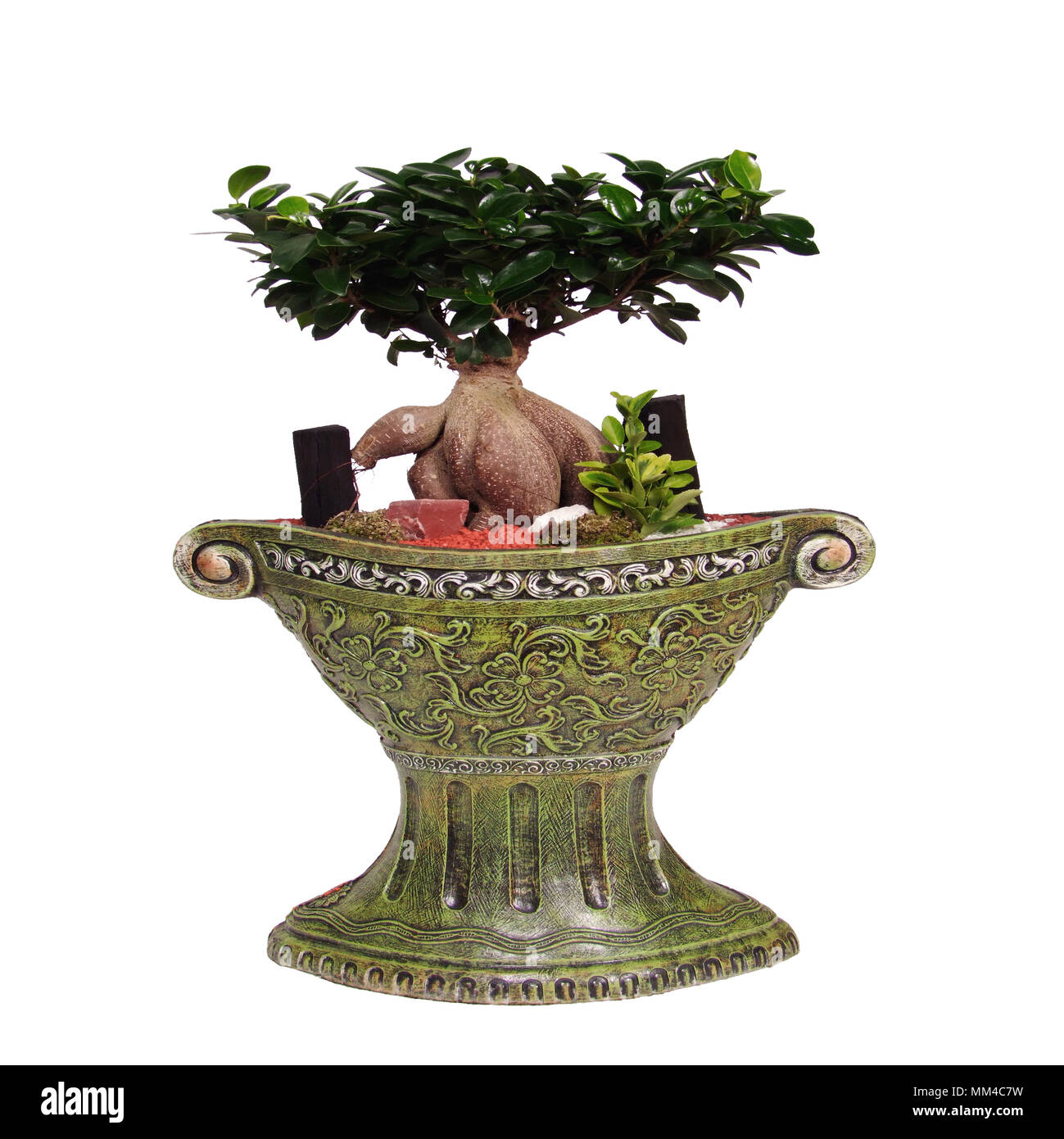 Ficus benjamina Bonsai Stockfoto