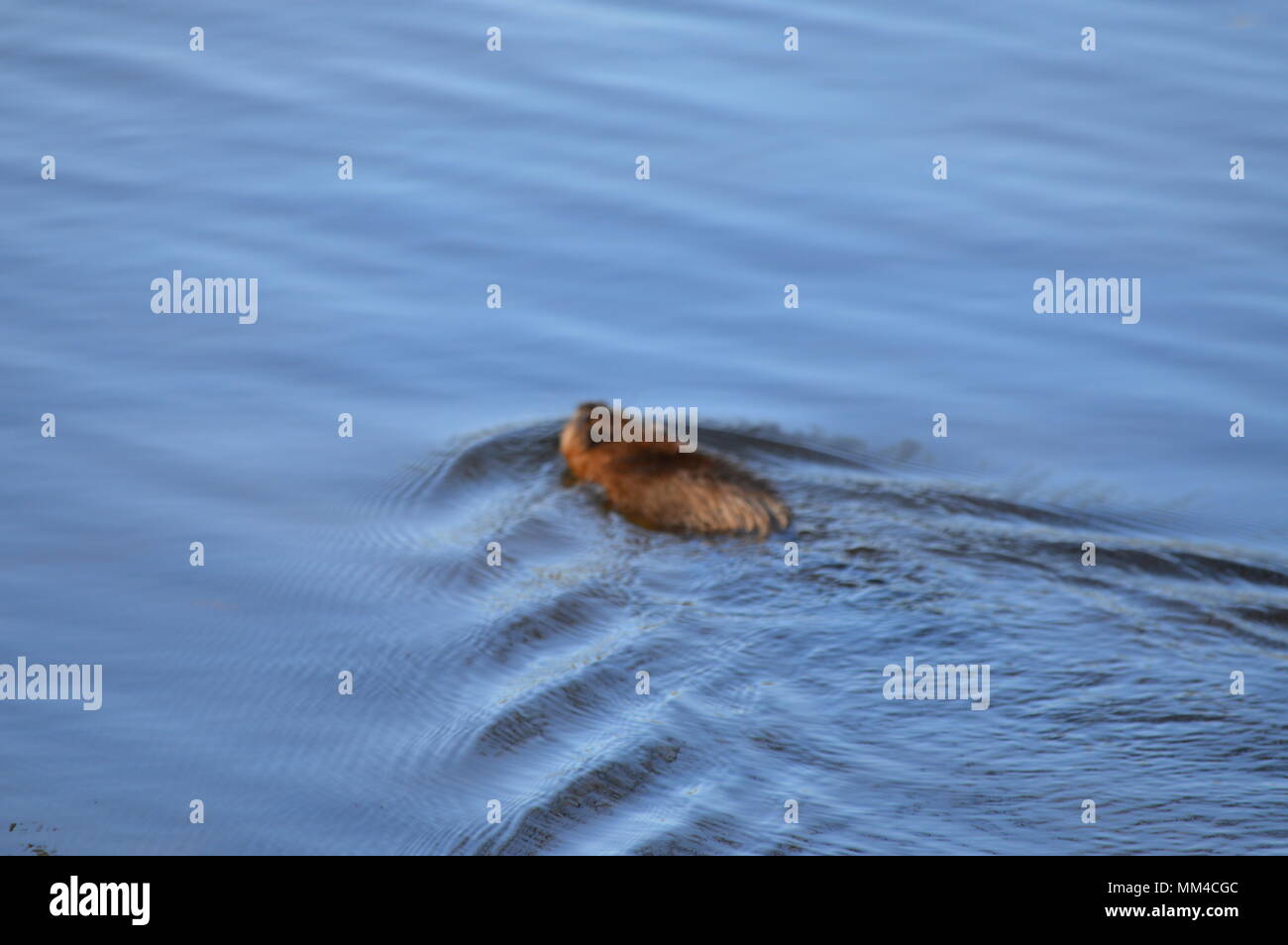 Bisamratten badesee Fotos und Bildmaterial in hoher Auflösung Alamy