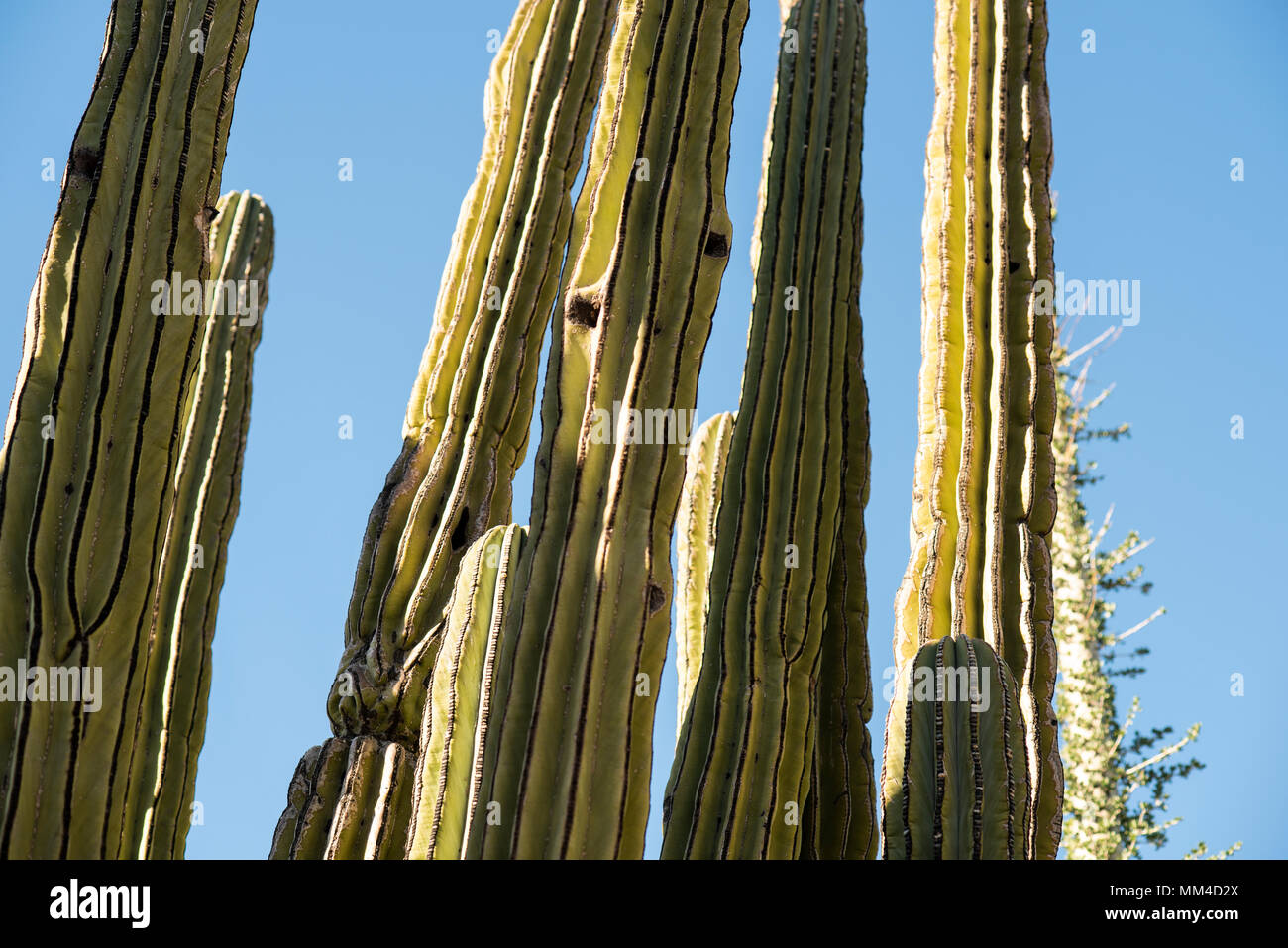 Saquaro Kaktus, Phoenix, Arizona, USA Stockfoto