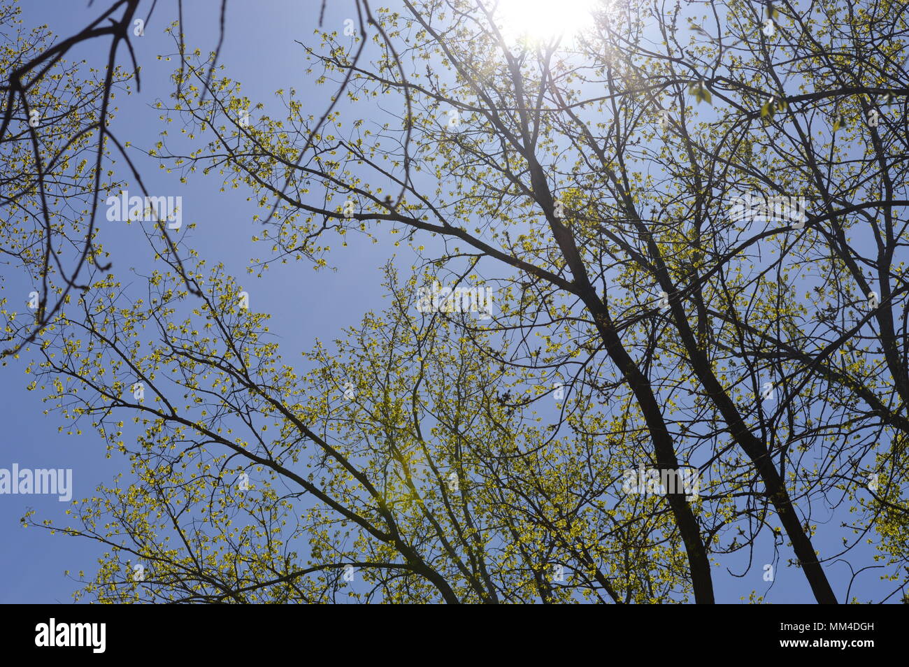 Sonne in den Baumwipfeln Stockfoto