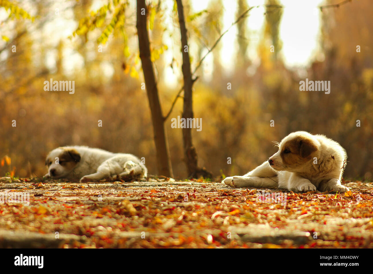 Cute dog walking im Herbst Park stehen auf hinterpfoten Stockfoto