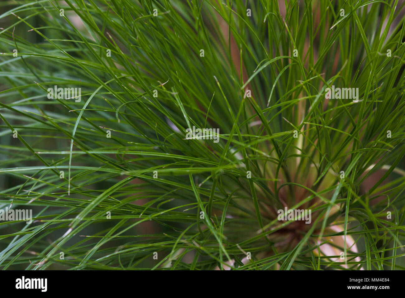 Dünne grüne Nil Gras Blätter (Cyperus papyrus) Stockfoto