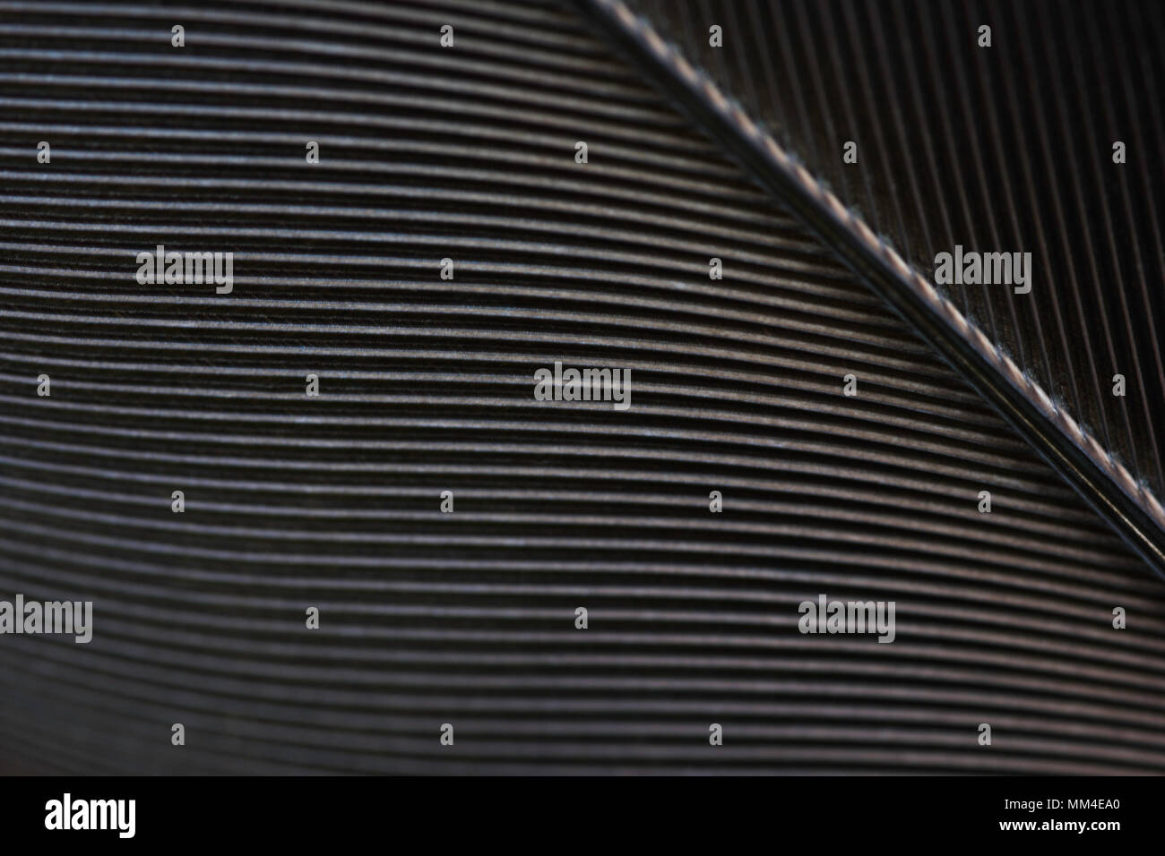 Black Raven Feather Makro Detail Frame Stockfoto