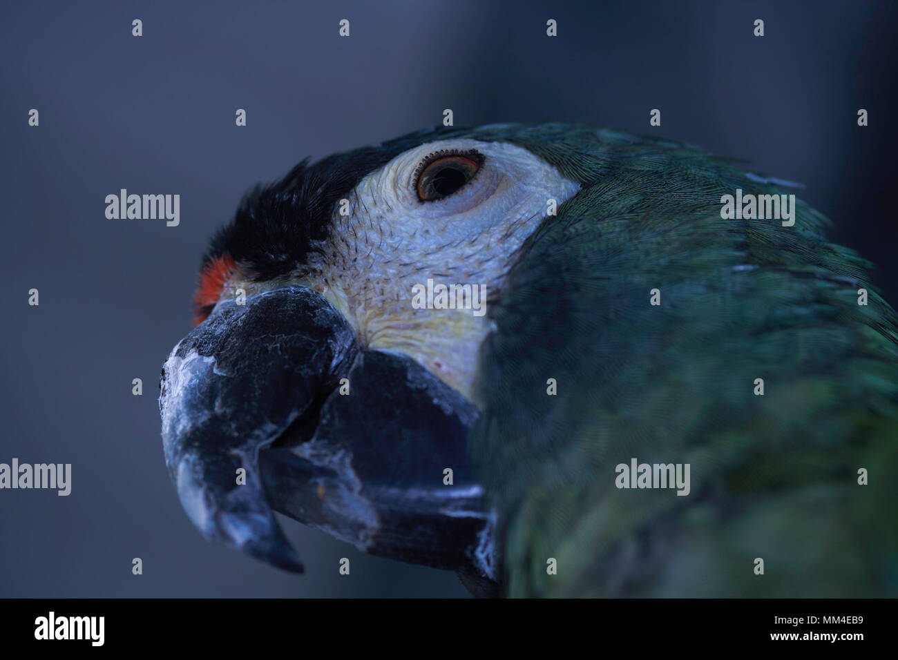 Grüne Kopf eines (primolius Blue-Winged Ara maracana) Stockfoto