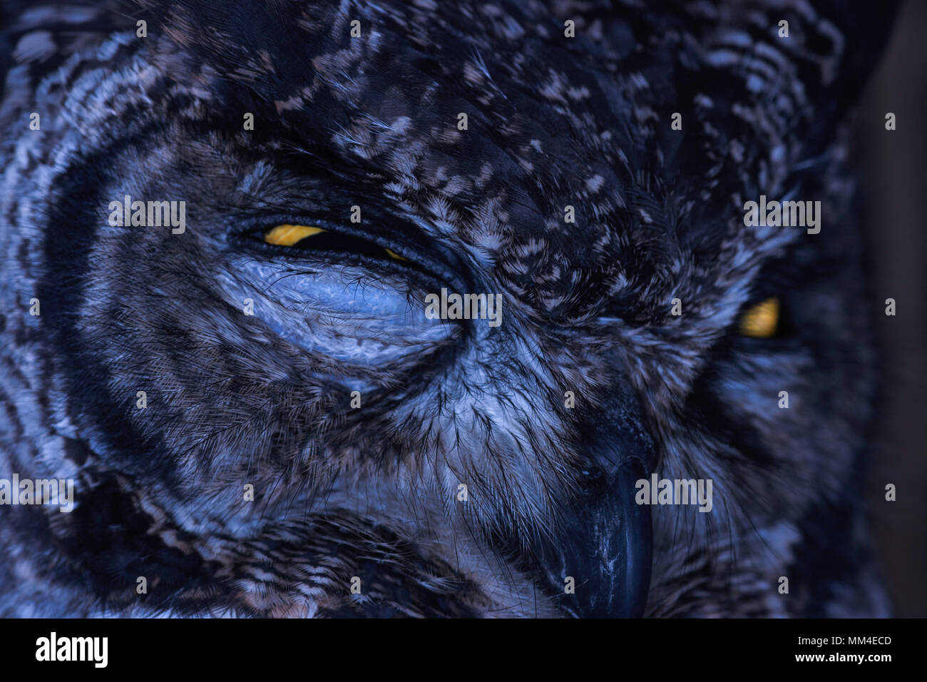 Verärgert beschmutzt Eagle-Owl Gesicht (Bubo africanus) Stockfoto