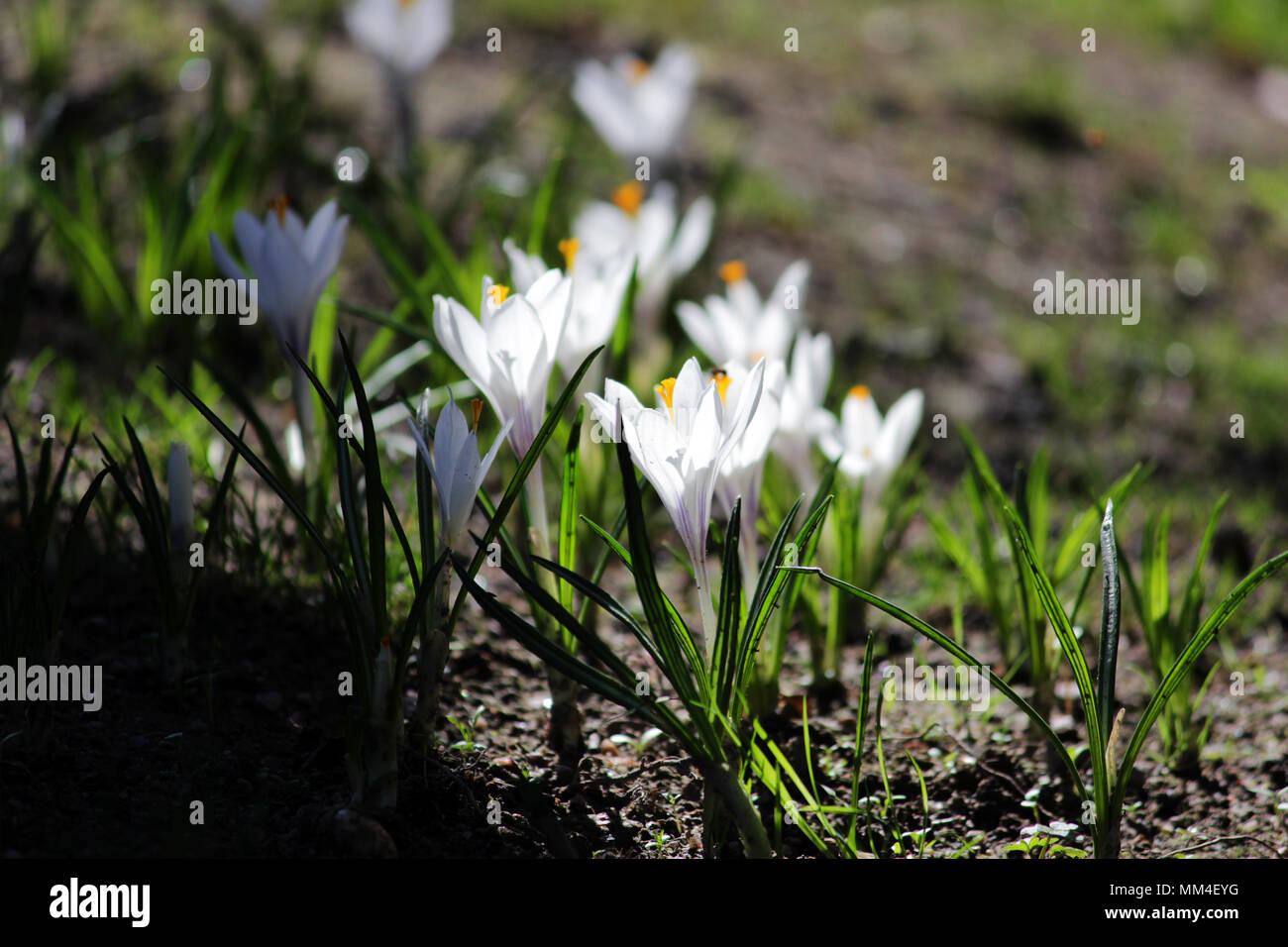 Plural weiße Krokusse oder croci in Hintergrundbeleuchtung ist eine Gattung von Blütenpflanzen in der iris Familie. Stockfoto