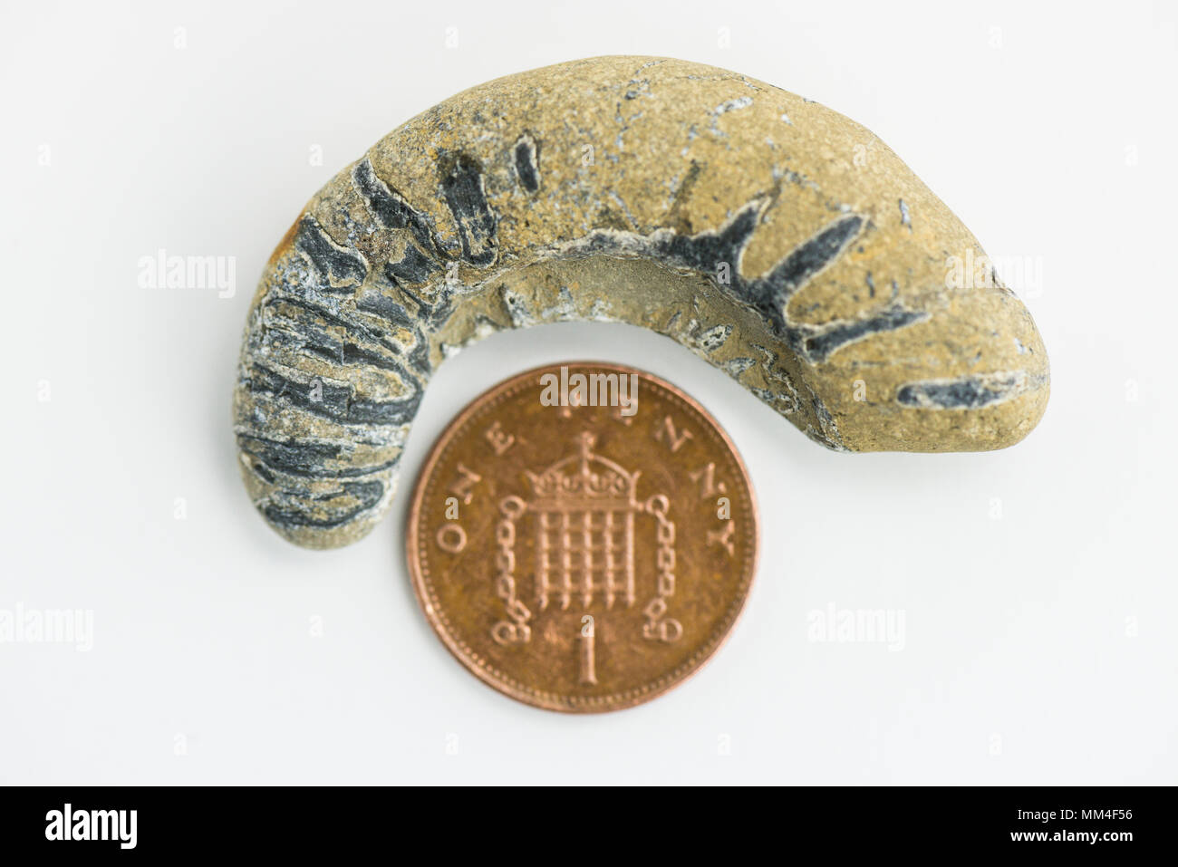 Ein Stück Ammonit Fossil gefunden auf der Jurassic Coast neben einem Cent Münze zum Größenvergleich Stockfoto