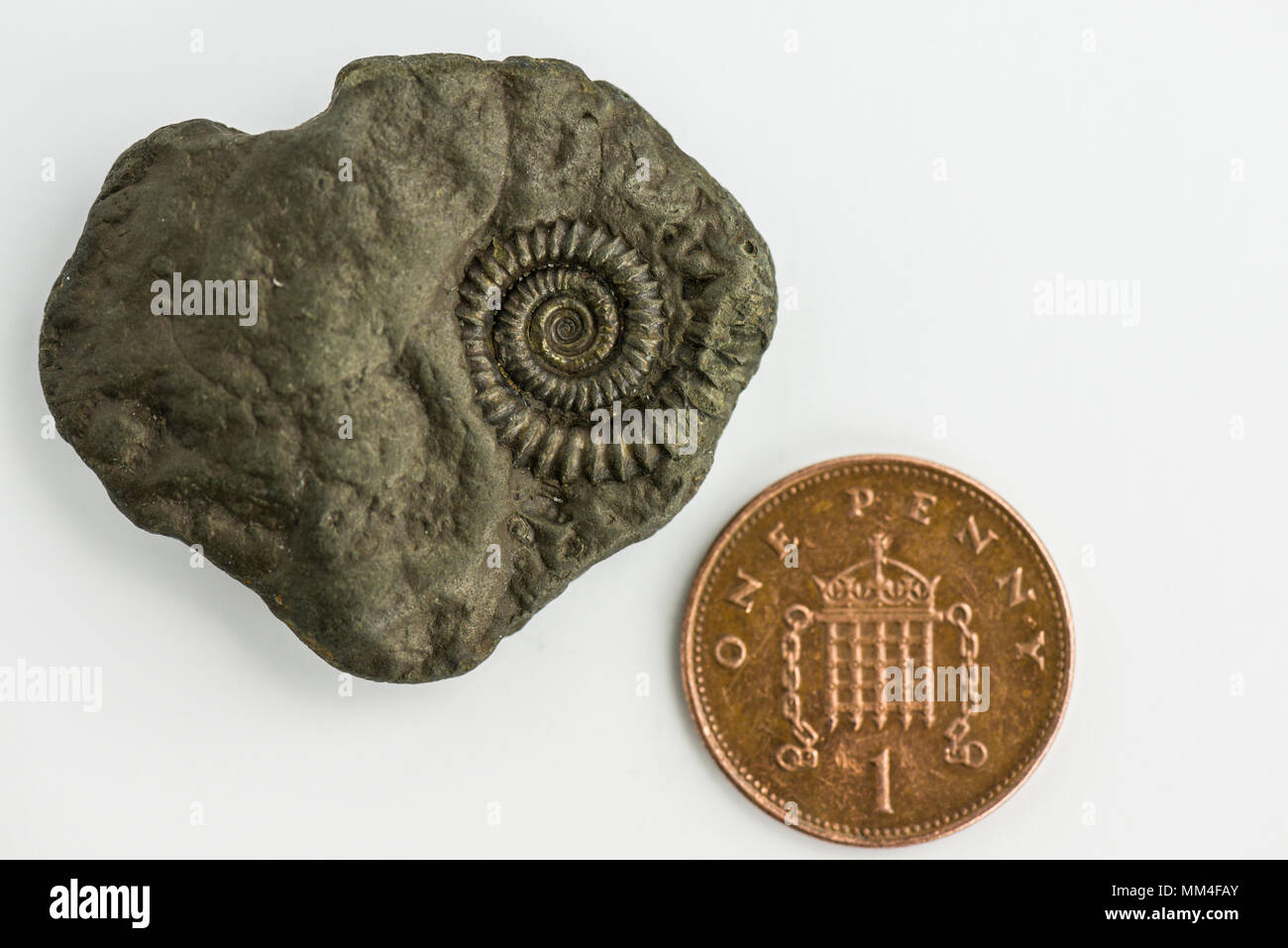 Die ammoniter gefunden auf der Jurassic Coast neben einem Penny als Größenvergleich Stockfoto