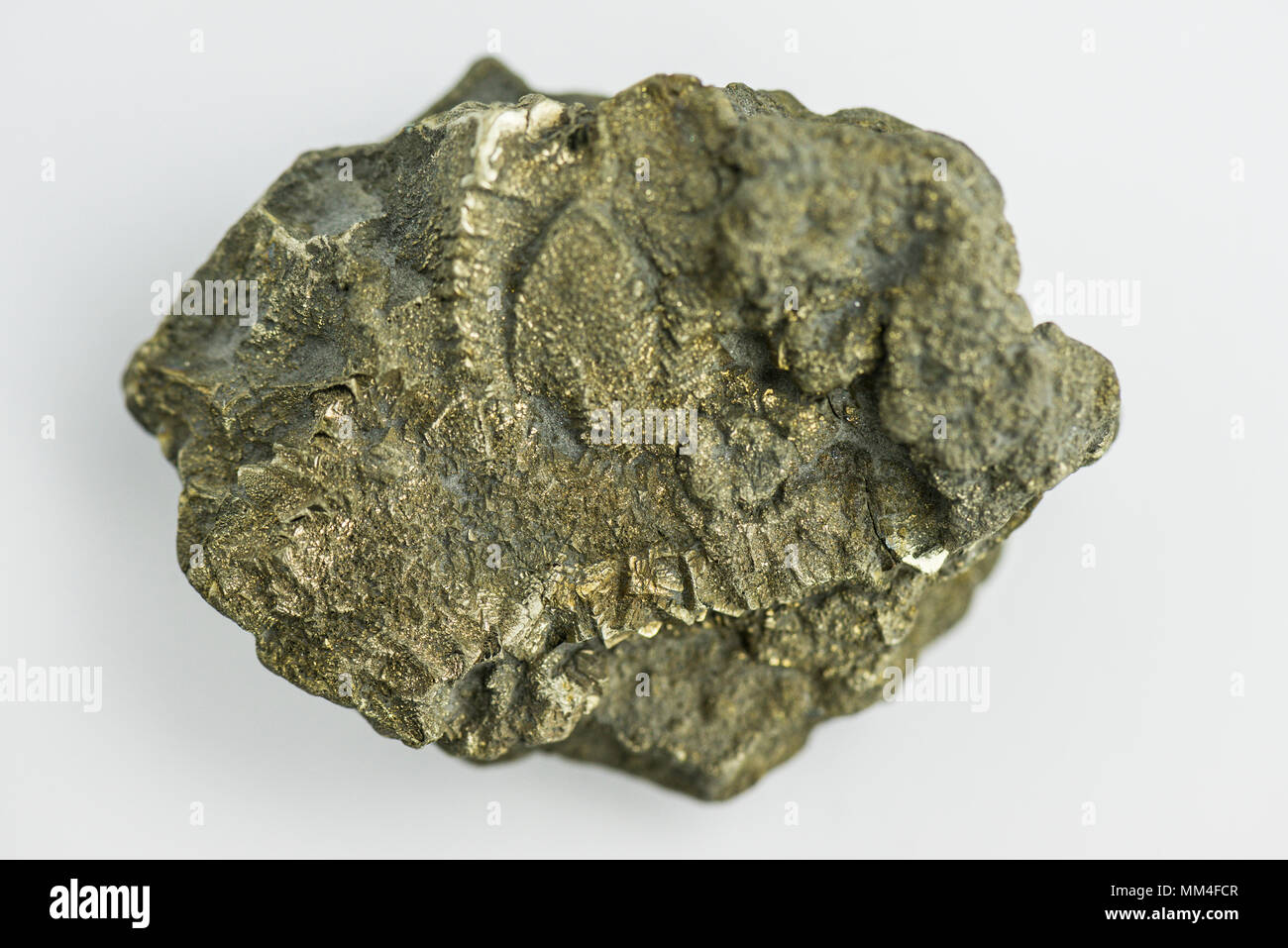 Ein Klumpen Eisenpyrit, der an der Jurassic Küste in Dorset gefunden wurde Stockfoto
