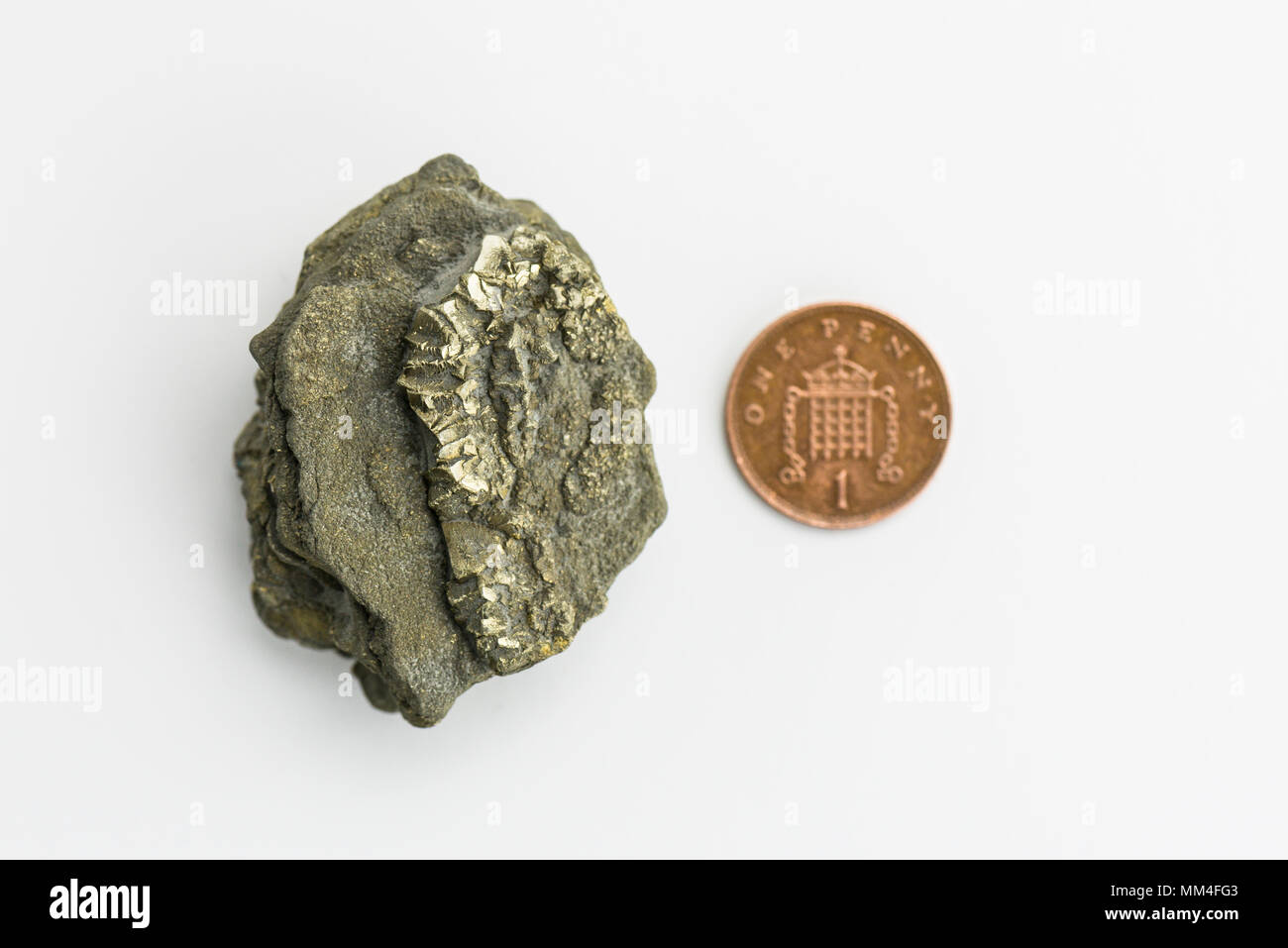 Ein Klumpen Eisenpyrit, der an der Jurassic Küste in Dorset neben einem Penny für Skala gefunden wurde Stockfoto