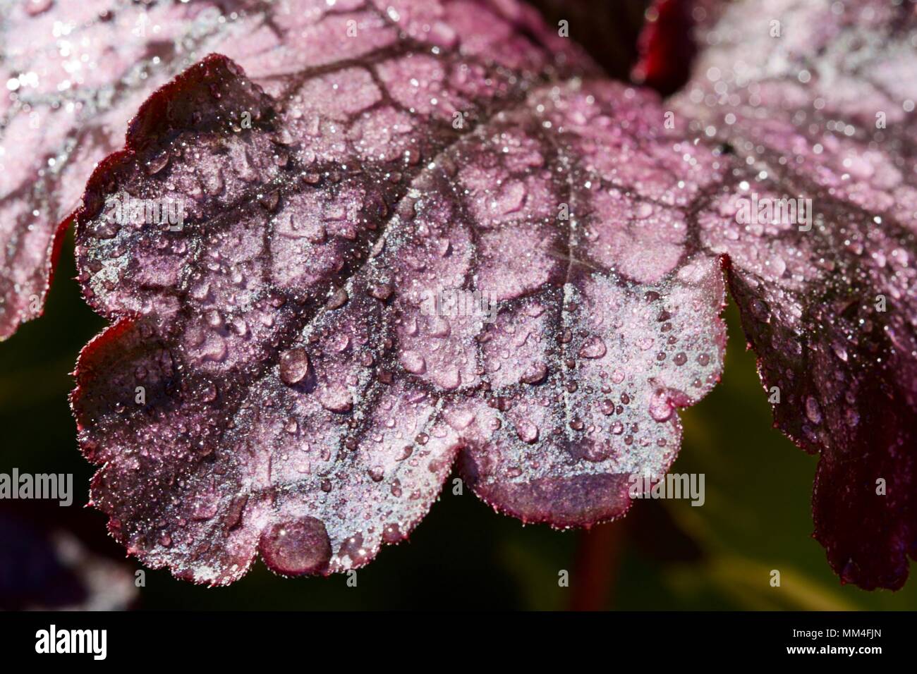 Heuchera 'Cherry Cola" Stockfoto