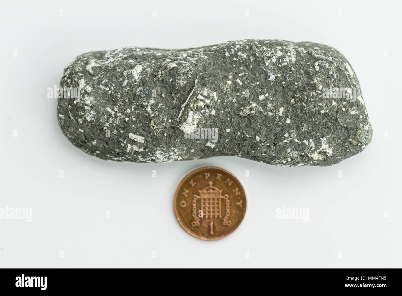 Ein Felsen mit crinoid Fossilien auf der Jurassic Coast gefunden neben einen Penny für den Größenvergleich Stockfoto