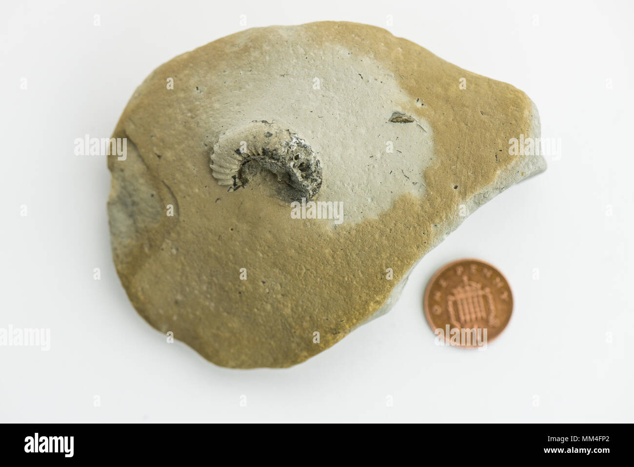 Ein Stück Fels mit einem ammonit Fossil gefunden auf der Jurassic Coast neben einem Cent Münze zum Größenvergleich Stockfoto