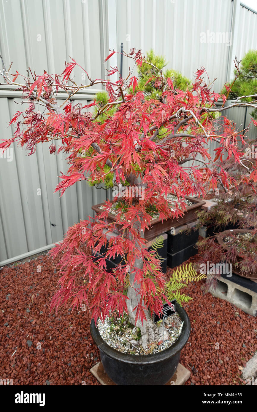 Acer palmatum Dissectum Atropurpureum var Dissectum, oder als Weinen japanischen Ahorn bekannt Stockfoto