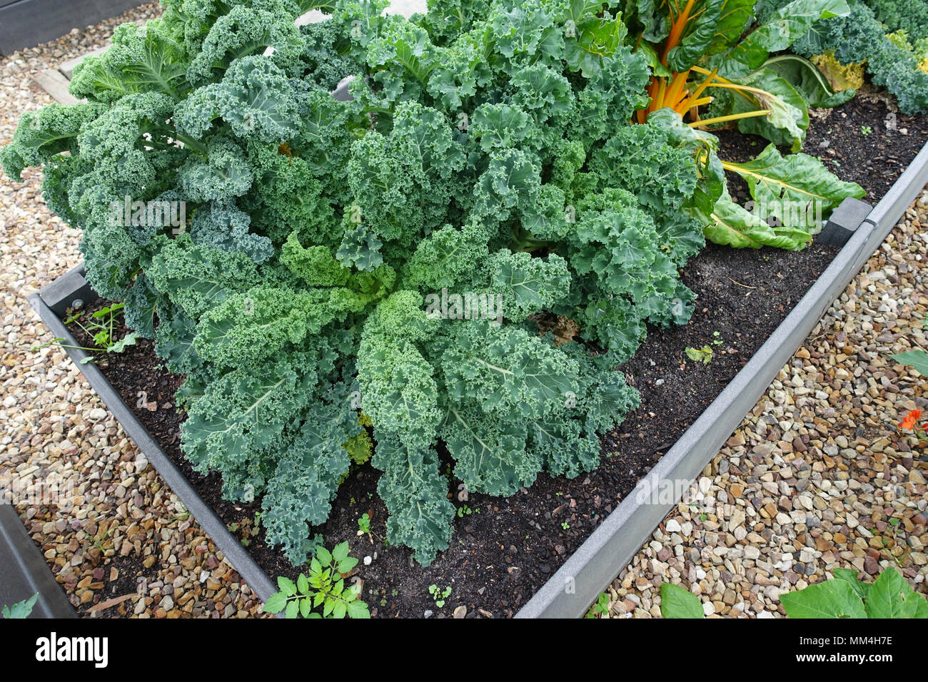 Wachsende Brassica oleracea oder als Zwerg Blau Scotch Kale auf einem Gemüsebeet bekannt Stockfoto