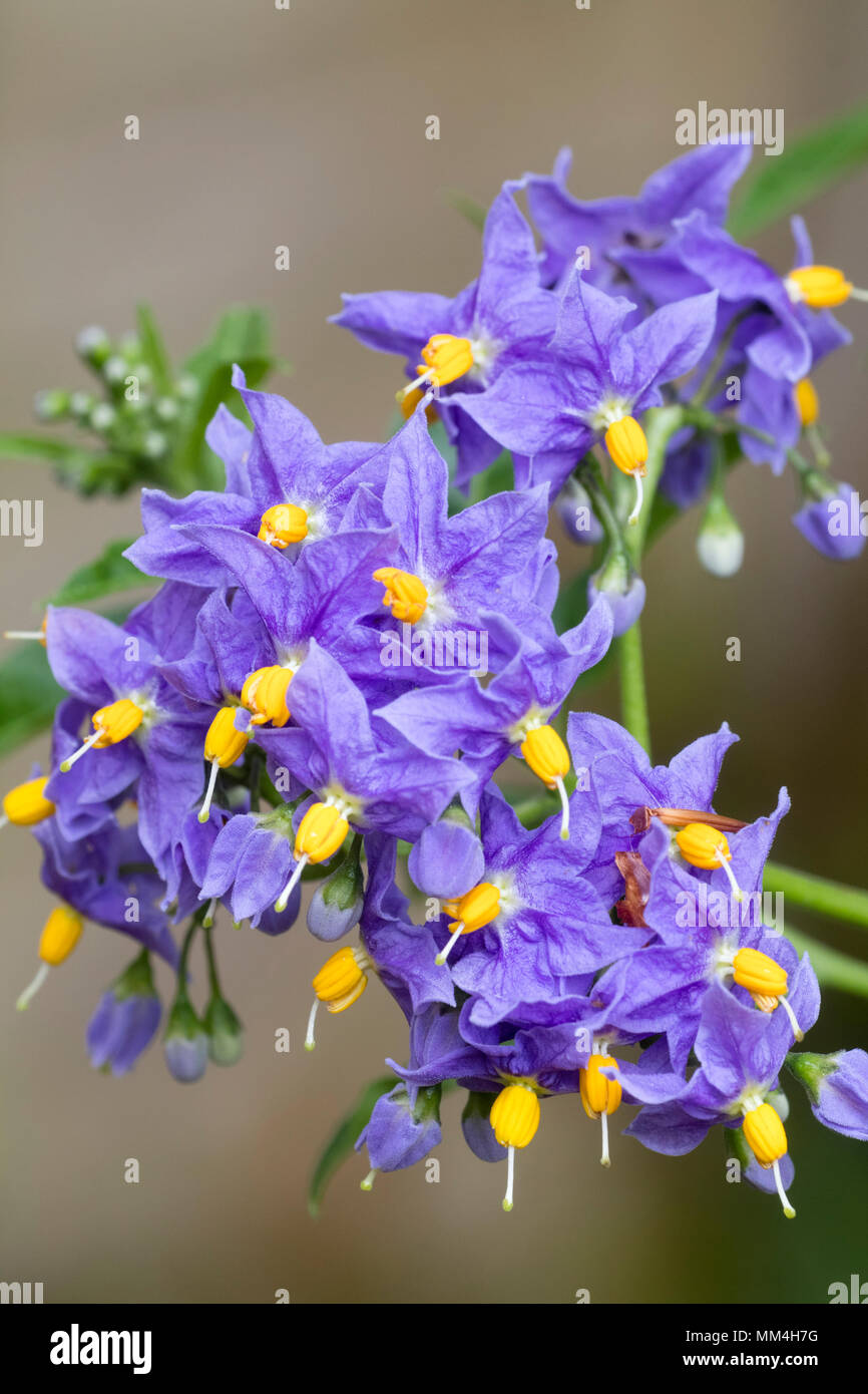 Blau-violetten Blüten der Hardy, halb evergeen Kartoffel, Rebe, Solanum Crispum' Glasnevin' Stockfoto