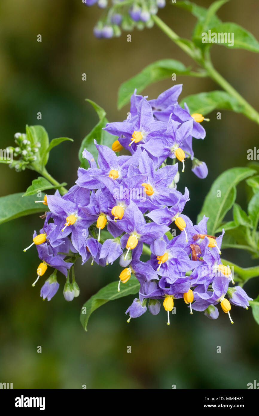 Blau-violetten Blüten der Hardy, halb evergeen Kartoffel, Rebe, Solanum Crispum' Glasnevin' Stockfoto