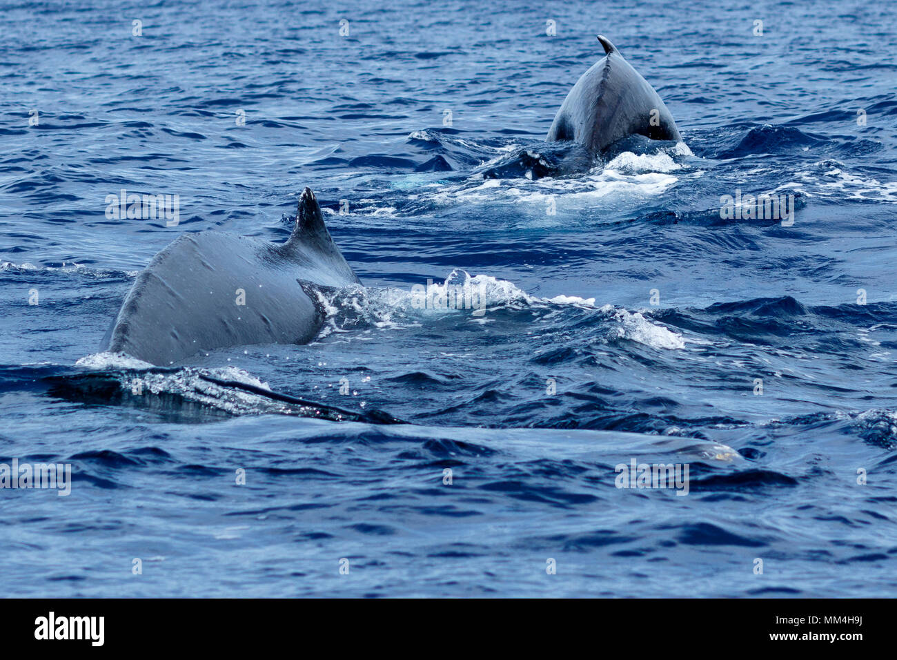 Buckelwale zusammen schwimmen in Lahaina, Maui, Hawaii, Winter Stockfoto