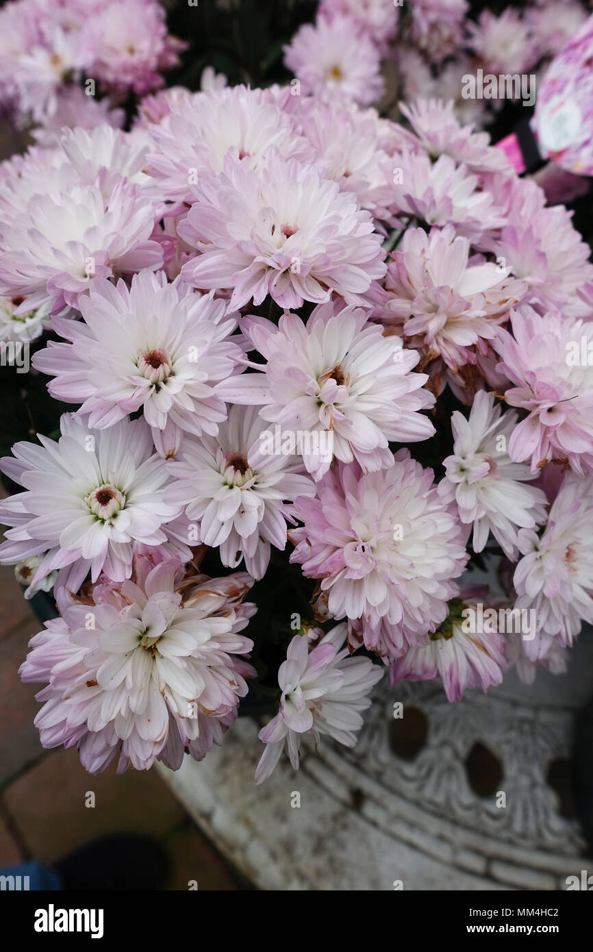 Chrysanthemum morifolium oder als Daisy und Hardy's Blumenladen Garten mumibn voller Blüten bekannt Stockfoto
