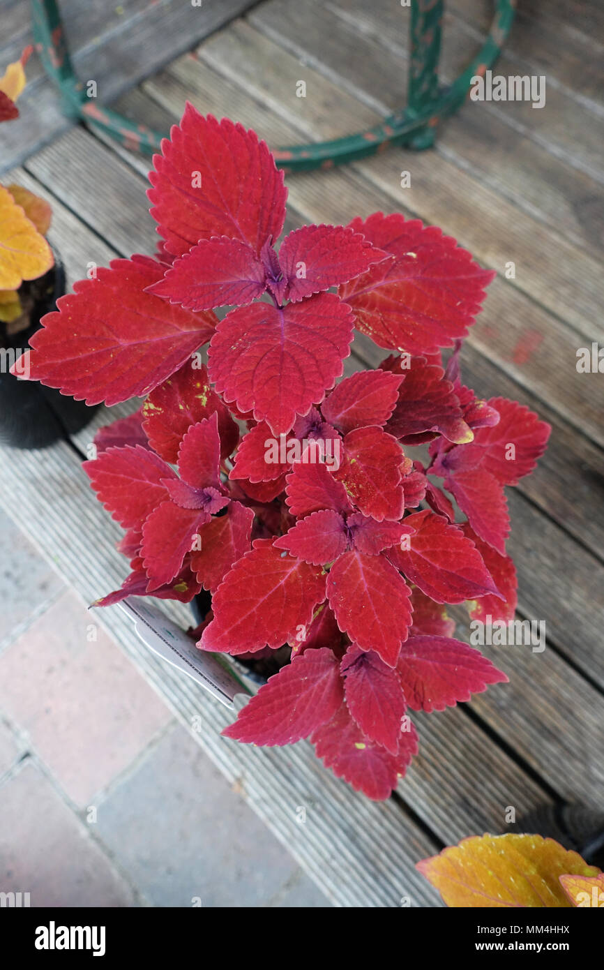 Coleus Ruby Slipper Stockfoto