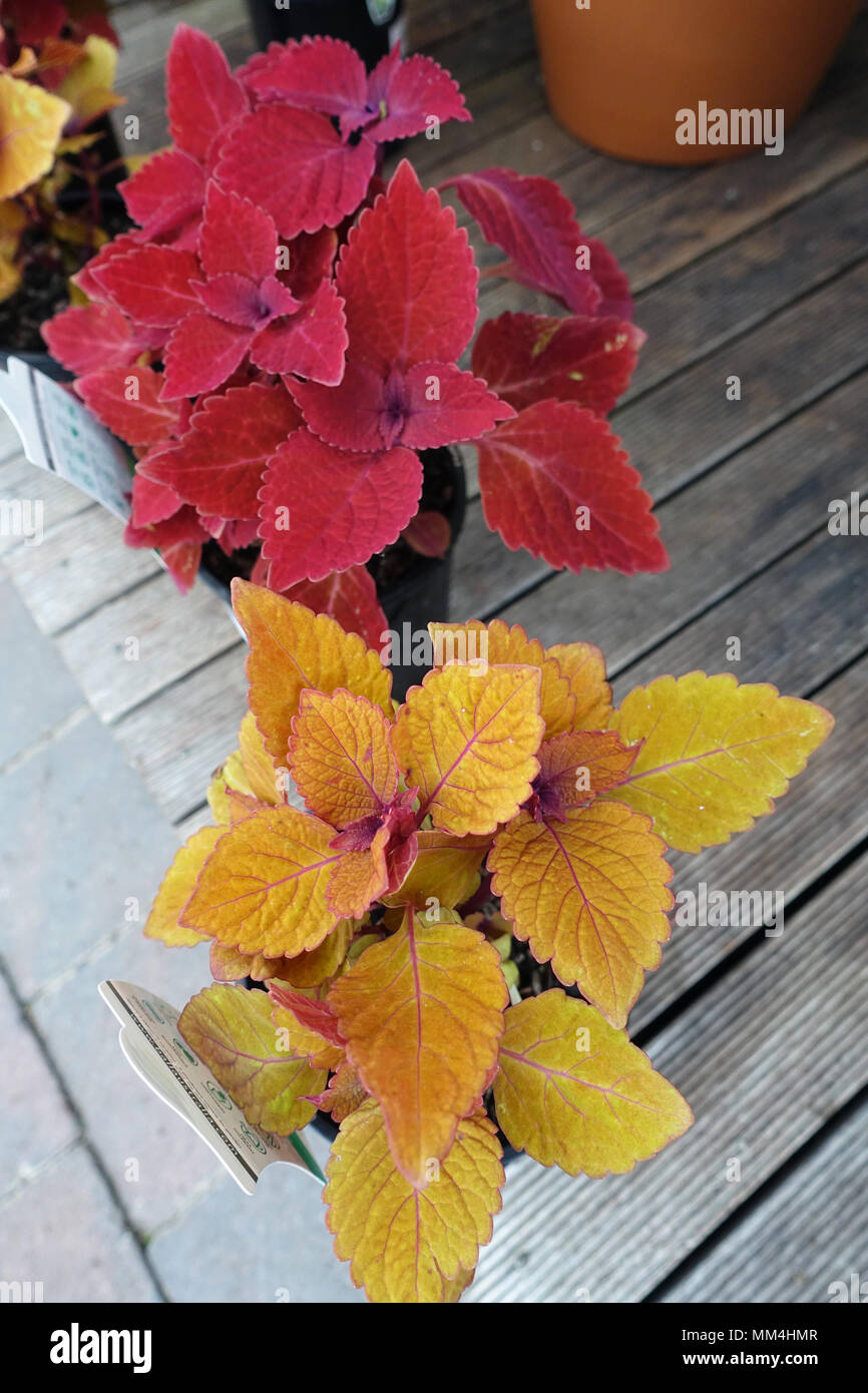 Coleus Lagerfeuer und Ruby Slipper Stockfoto