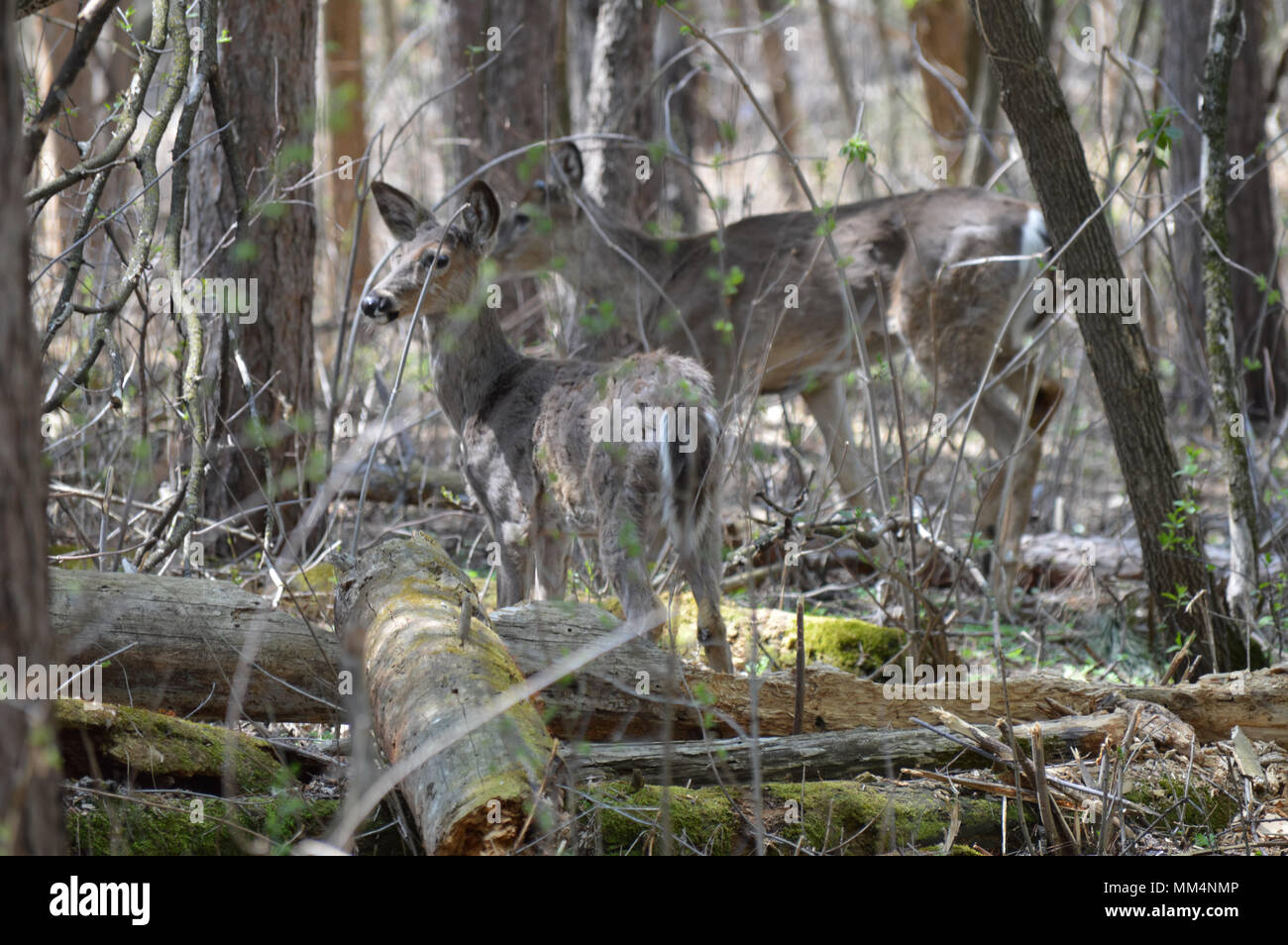 Weiß Schwanz Rehe im Wald Stockfoto