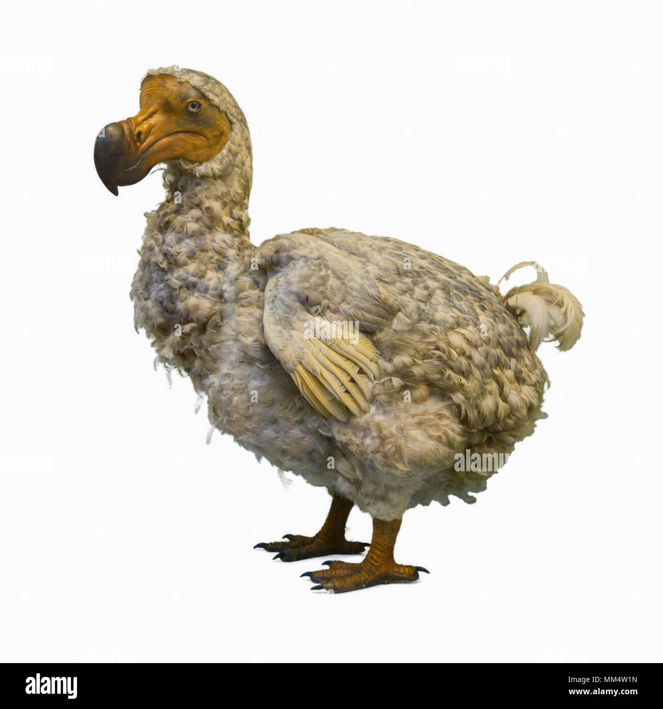 Dodo o Dronte, Raphus cucullatus, una especie extinta de Ave columbiforme Stockfoto