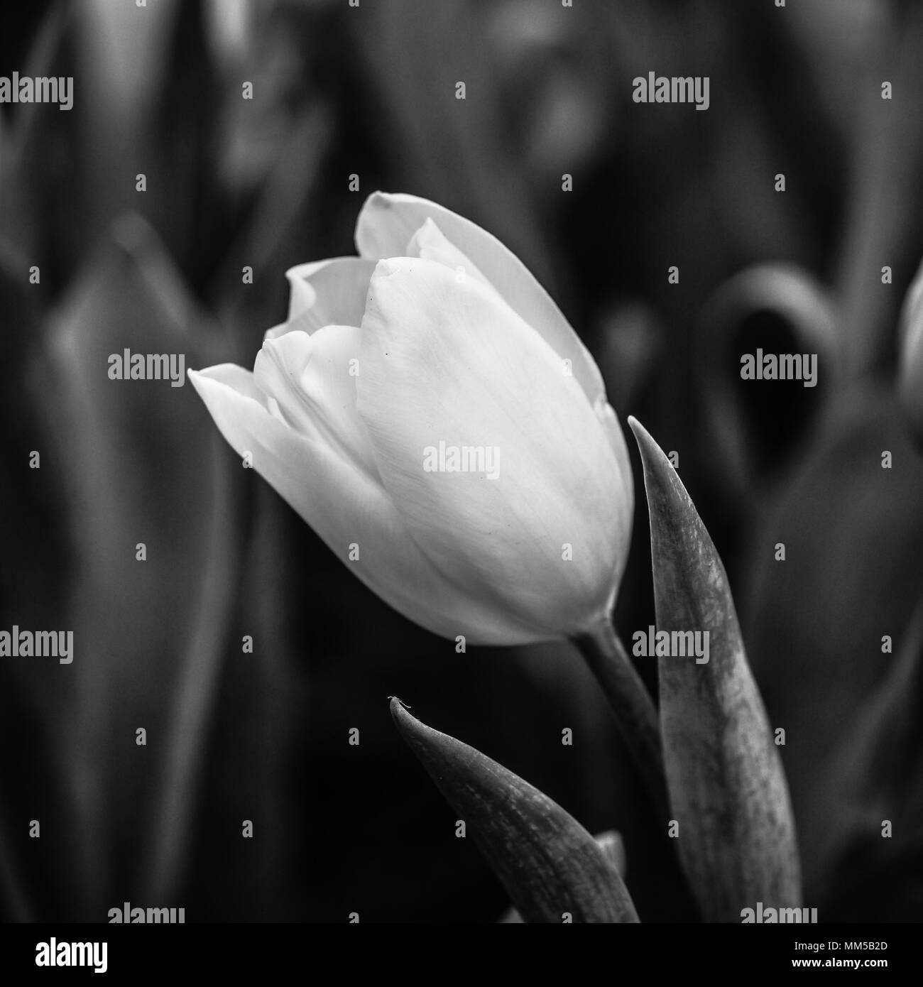 Tulpen Schwarz und Weiß Stockfoto