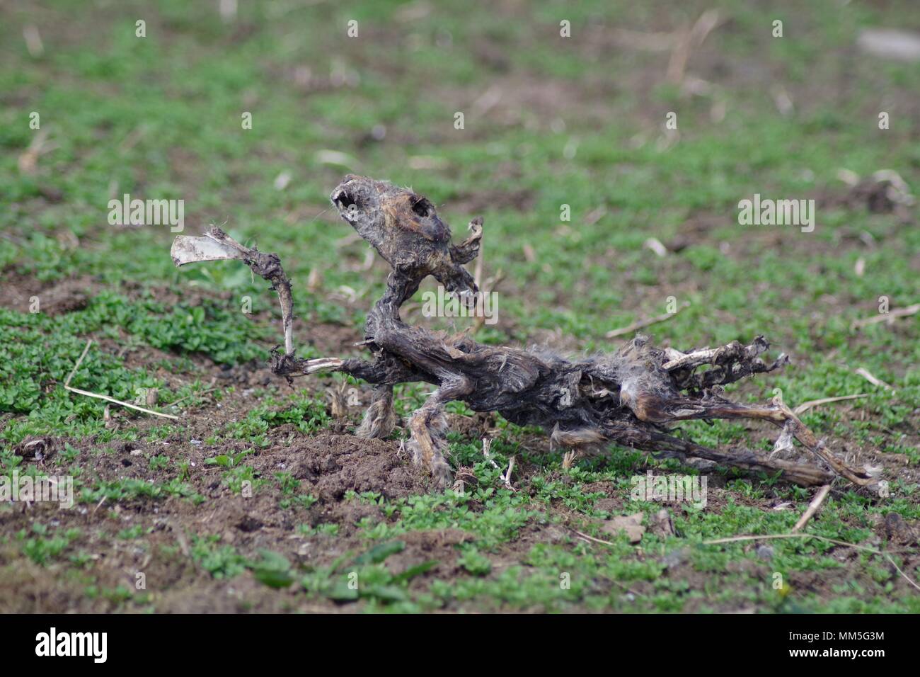 Tot ausgetrockneten Kaninchen in einer Farm. Muir von Dinnet NNR, Cairngorms, Schottland, Großbritannien. Mai, 2018. Stockfoto