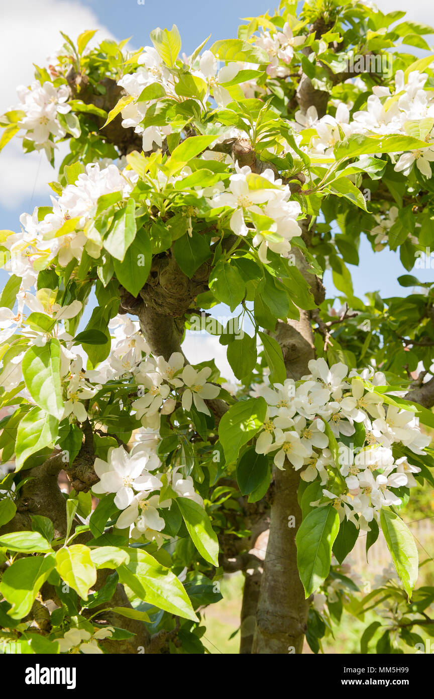 Reiche Fülle von Crab Apple Blumen blühen auf beschnitten Frühjahr blühenden Baum mit einigen feinen Baumwollfaden inter geschnürt zu stoppen Tauben essen Knospen Stockfoto