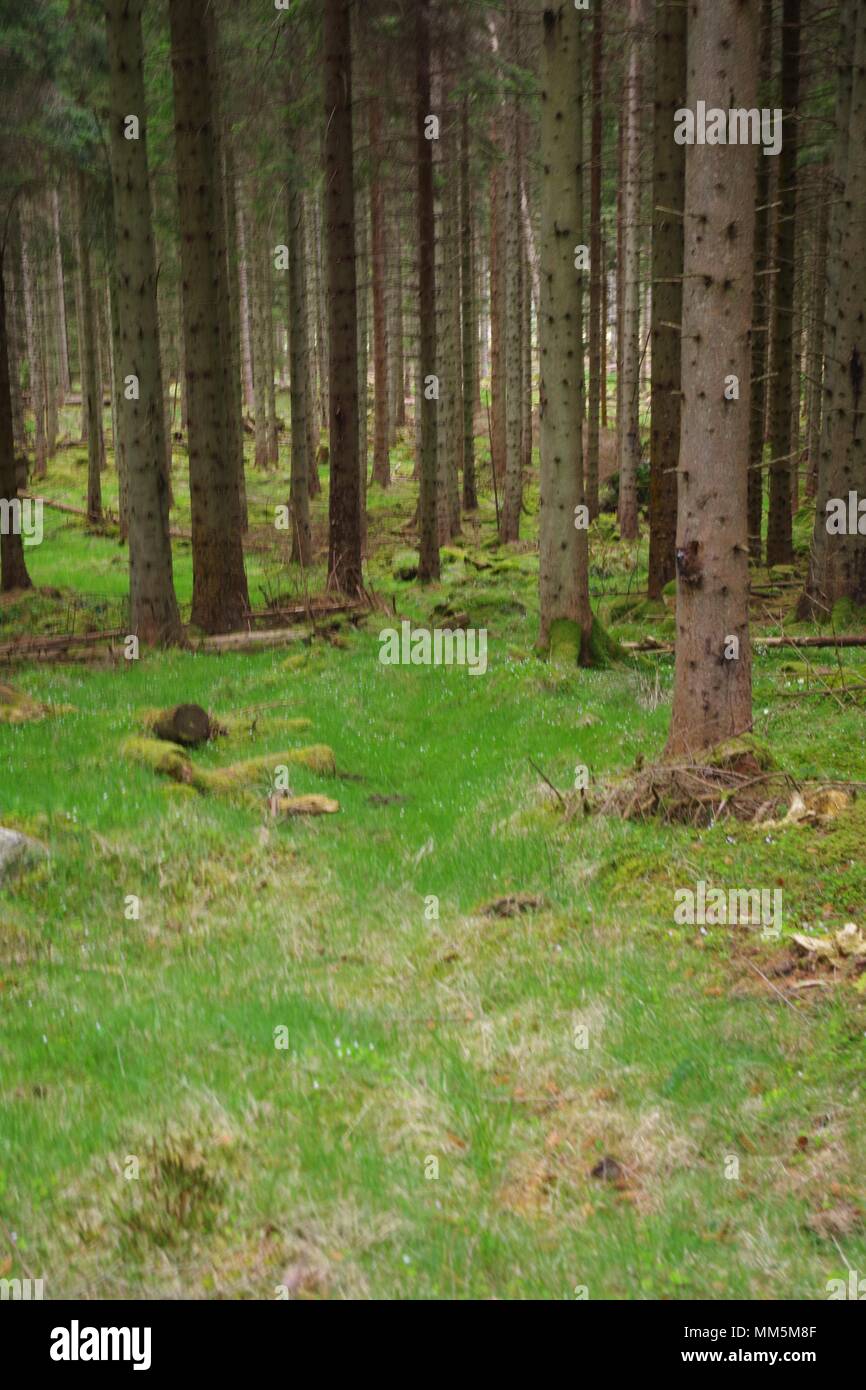 Baumstämme von einem Nadelbaum Plantage. Scotty Hill, Banchory, Aberdeenshire, Schottland, Großbritannien. Mai, 2018. Stockfoto