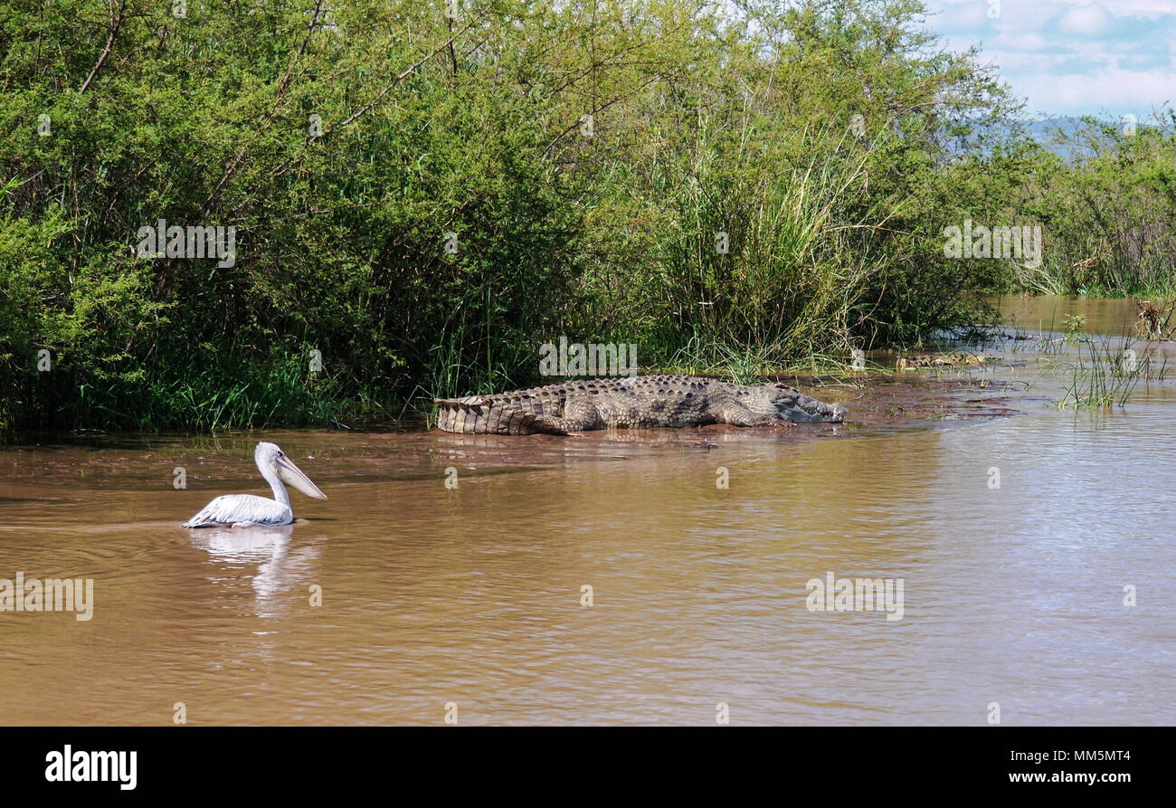 Der Nil Krokodil und weiße Pelikan in Chamo See, Nechisar Nationalpark, Äthiopien Stockfoto