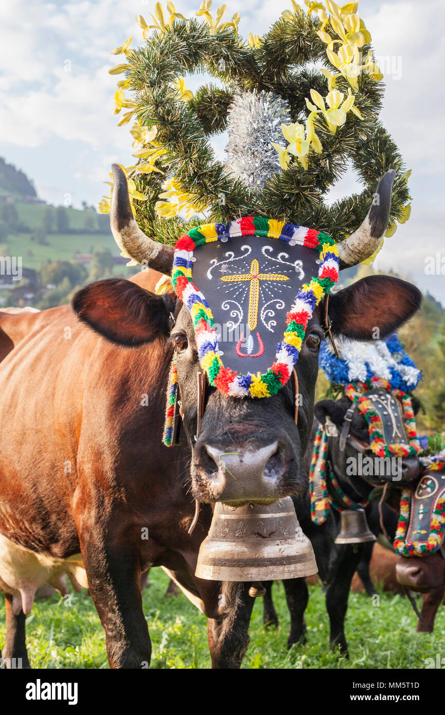 Kuh mit Glocke und Blumendekorationen Stockfoto