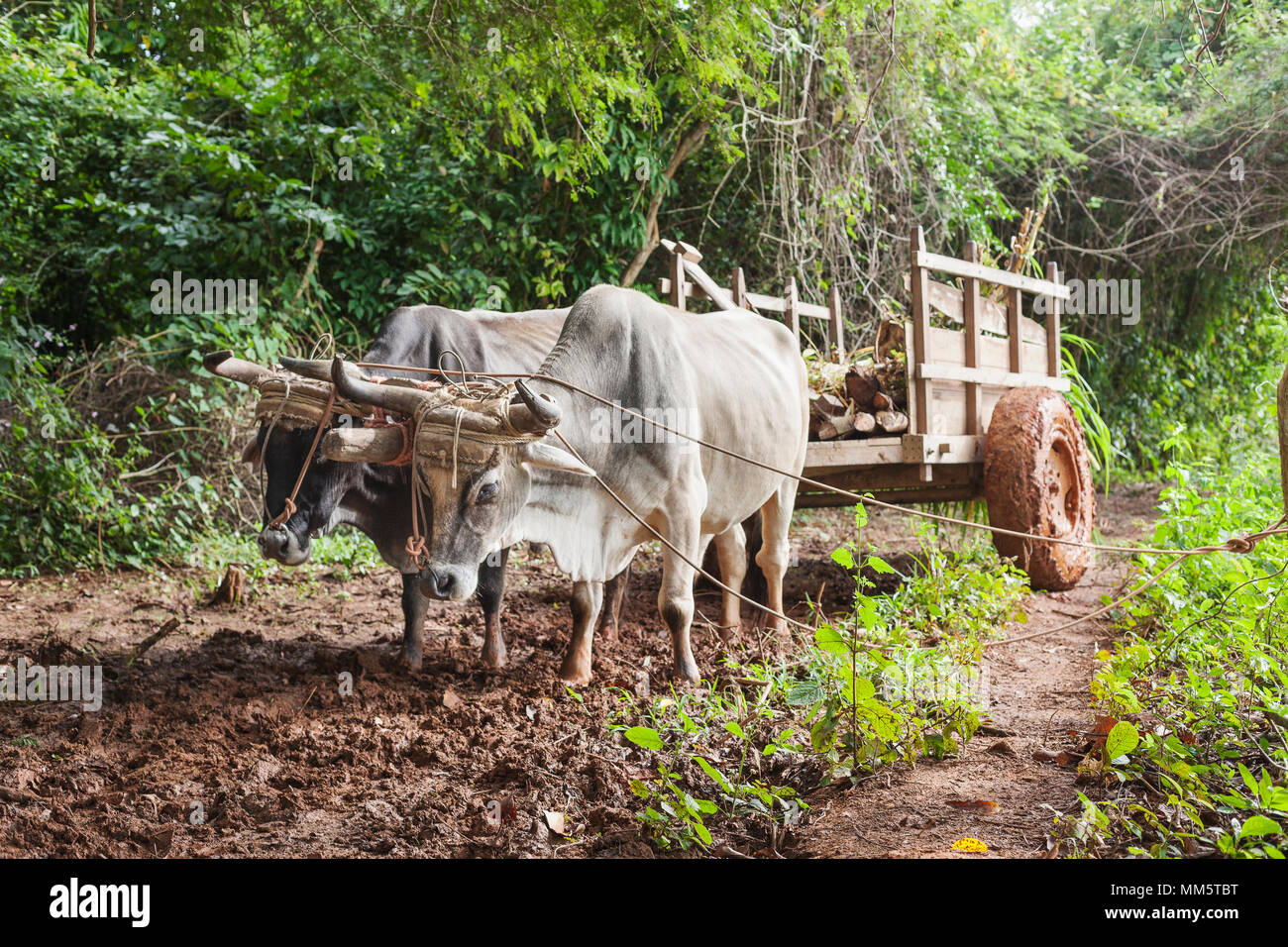 Ochsenkarren auf dem Feld, Vinales, Kuba Stockfoto