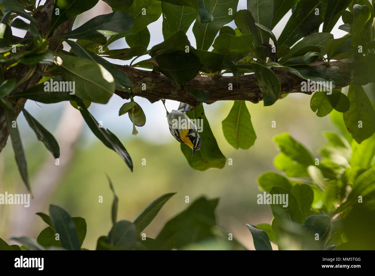 Blackburnian Warbler Vogel auf Ast, Cienfuegos, Kuba Stockfoto