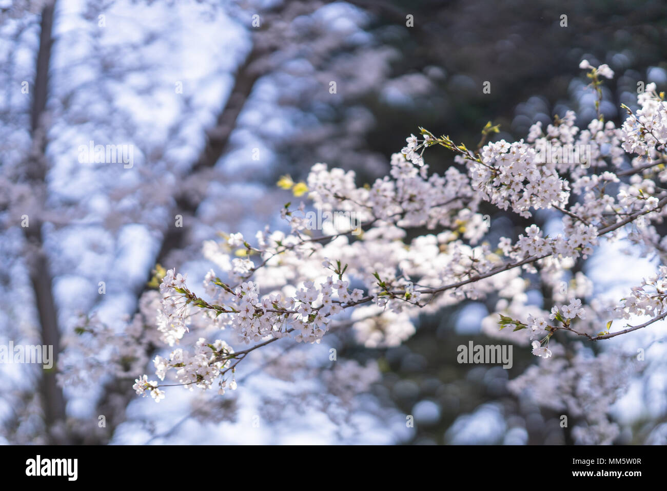 Japanische Kirschblüte Bäume im Morgenlicht. Frühling Sonnenaufgang in High Park, Toronto. Stockfoto