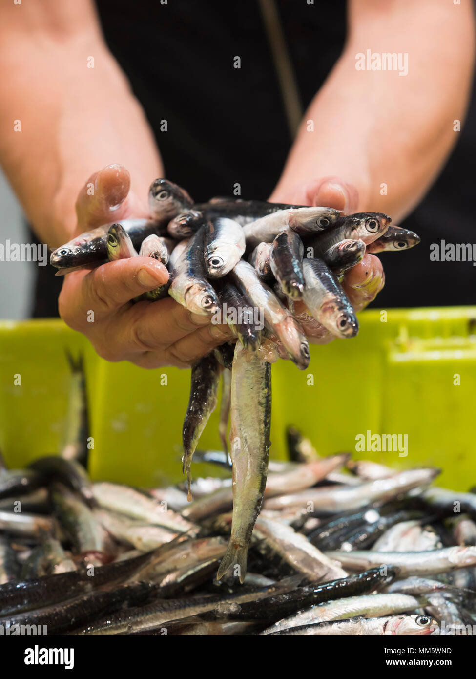 Mann mit Sardellen Fisch Stockfoto